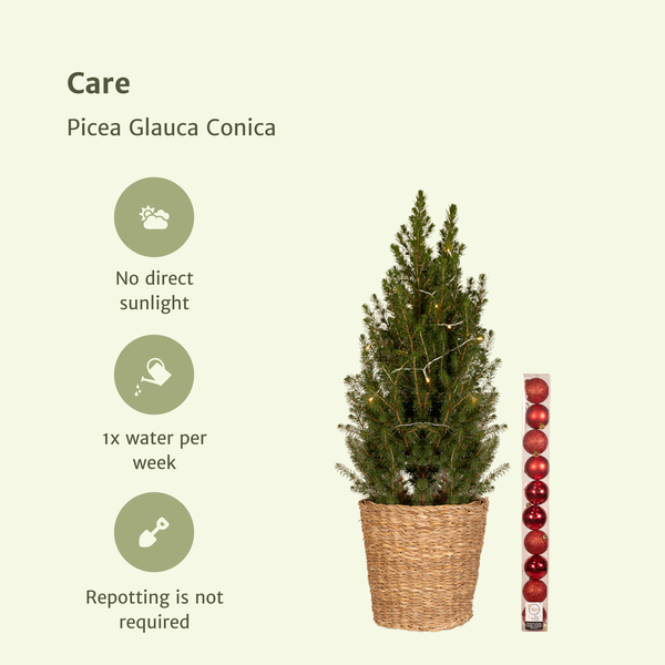 Picea Glauca Conica - Weihnachtsbaum - Rote Kugeln + Lichter + Korb - Ø21cm - ↕80cm