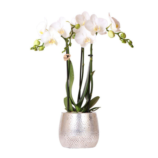 Kolibri-Orchideen | weiße Phalaenopsis-Orchidee - Amabilis + Elite-Topf silber - Topfgröße Ø9cm - 35cm hoch | blühende Zimmerpflanze – frisch vom Züchter