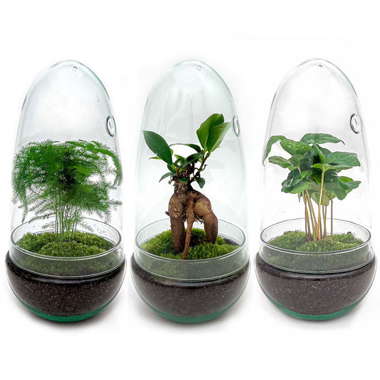 Terrarium-Bausatz – Eierbonsai – Flaschengarten – ↑ 25 cm