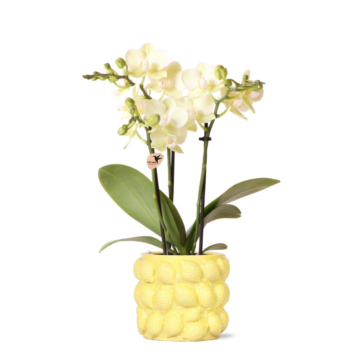 Kolibri-Orchideen | gelbe Phalaenopsis-Orchidee - Mexiko + Citrus sierpot gelb - Topfgröße Ø9cm | blühende Zimmerpflanze – frisch vom Züchter