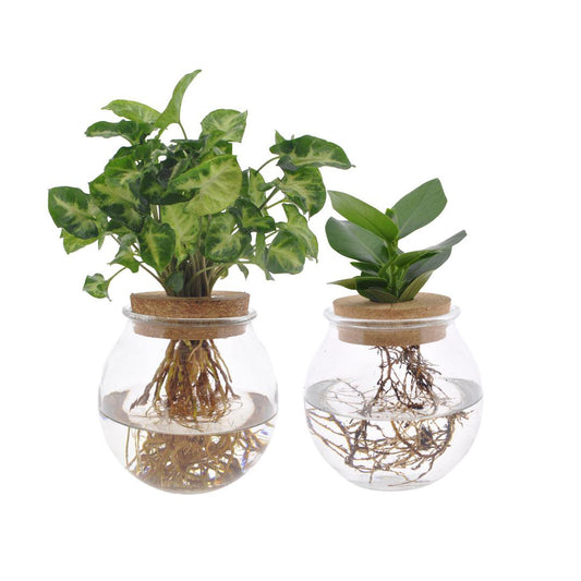 Bolglas Duo Clusia und Syngonium Green