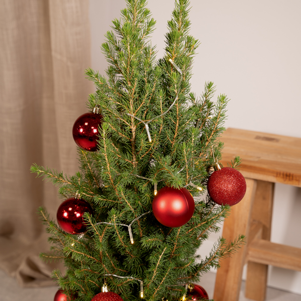 Picea Glauca Conica - Weihnachtsbaum - Rote Kugeln + Lichter + Korb - Ø21cm - ↕80cm