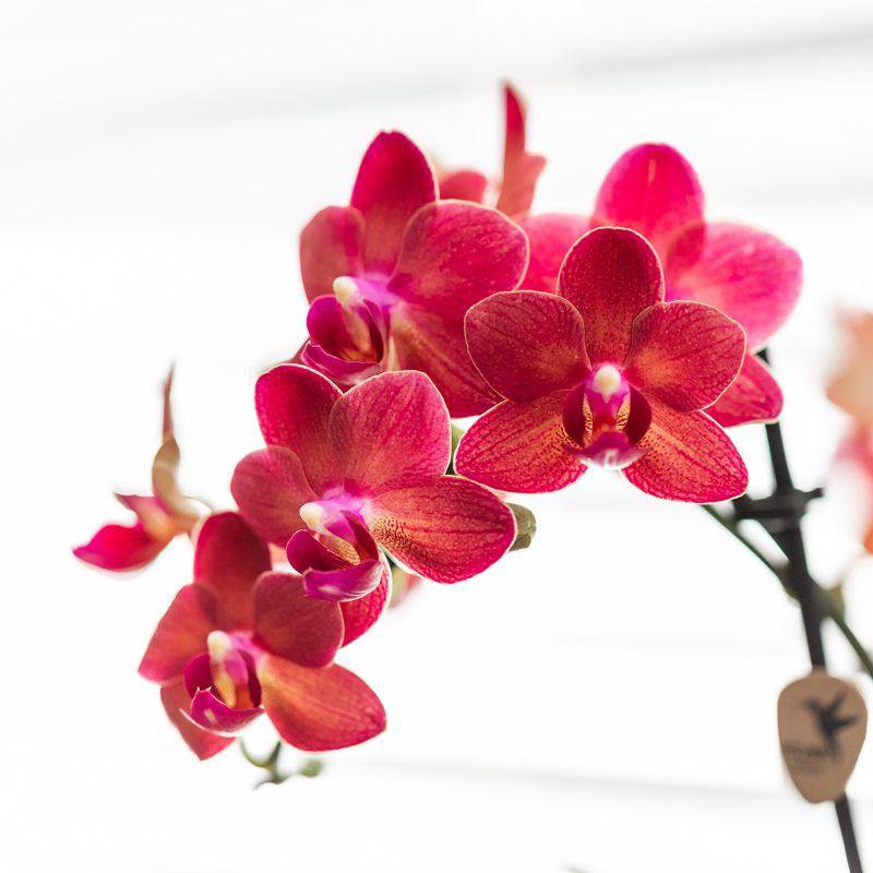 Kolibri-Orchideen | rote Phalaenopsis-Orchidee - Kongo + Diabolo-Travertin - Topfgröße Ø9cm | blühende Zimmerpflanze – frisch vom Züchter