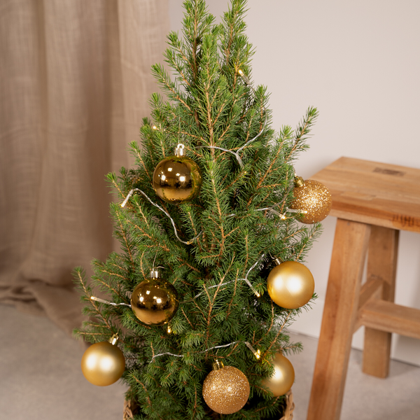 Picea Glauca Conica - Weihnachtsbaum - Goldene Kugeln + Lichter + Korb - Ø21cm - ↕80 cm