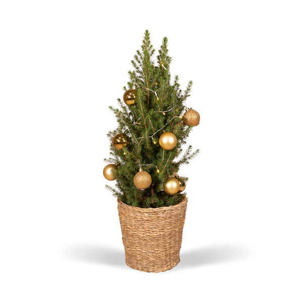 Picea Glauca Conica - Weihnachtsbaum - Goldene Kugeln + Lichter + Korb - Ø21cm - ↕80 cm