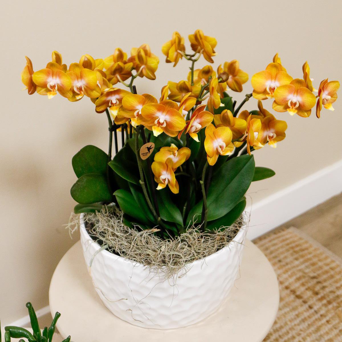 Kolibri-Orchideen | Orangefarbenes Orchideen-Set in Honigschale inkl. Wasserreservoir | drei orangefarbene Orchideen Las Vegas12cm | Mono Bouquet weiß mit autarkem Wasserreservoir
