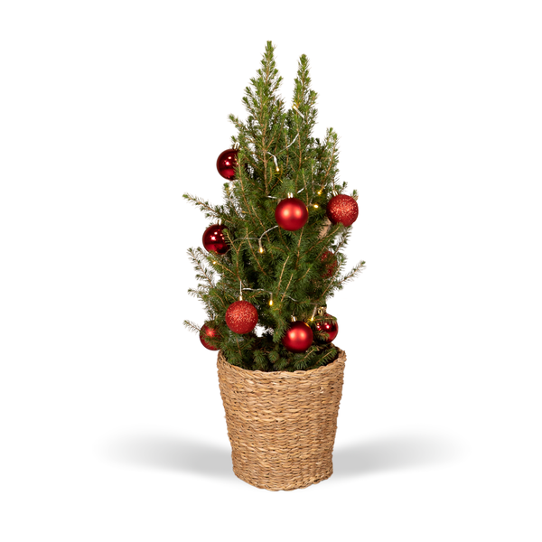 Picea Glauca Conica - Weihnachtsbaum - Rote Kugeln + Lichter + Korb - Ø21cm - ↕80cm