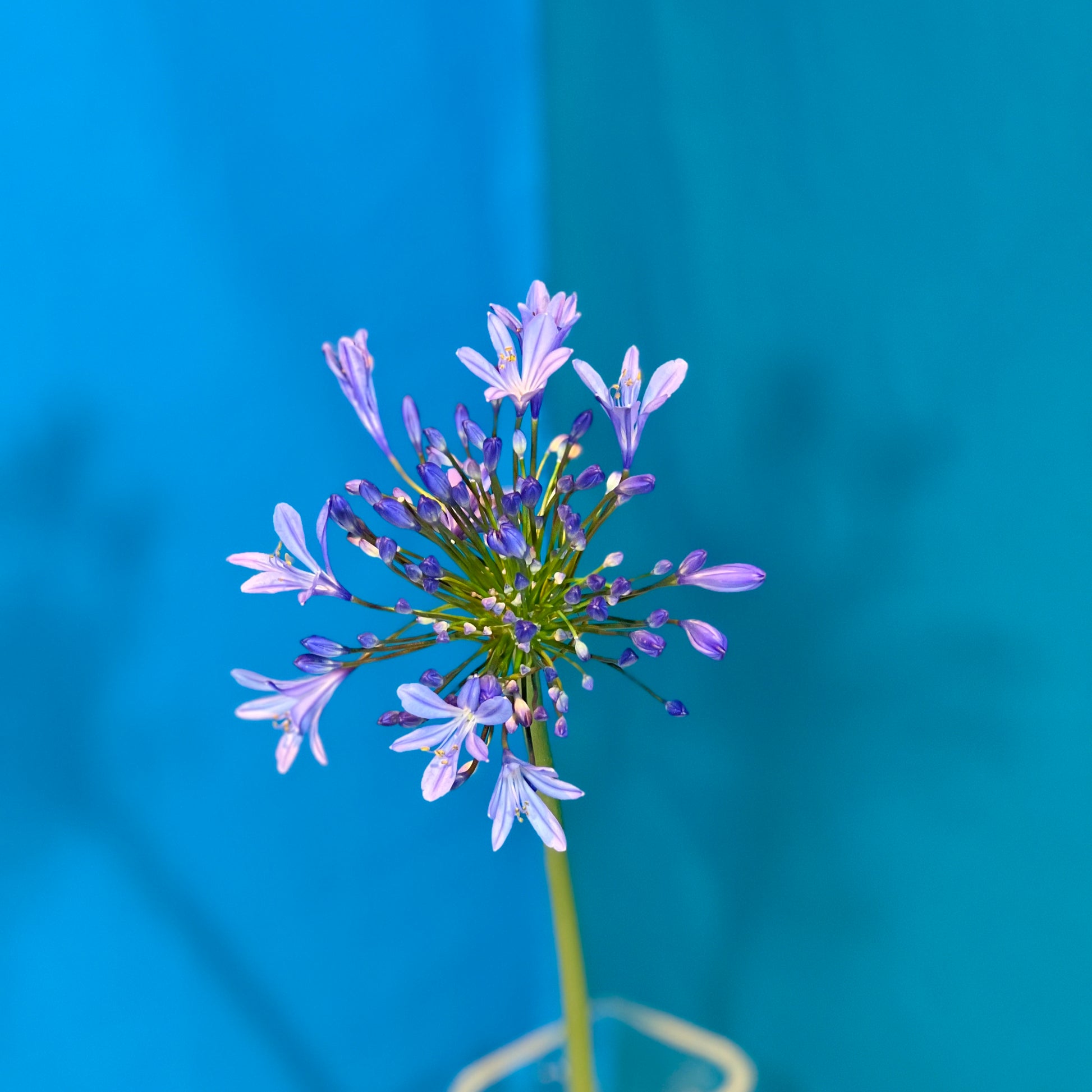 Agapanthus - Classic Floral