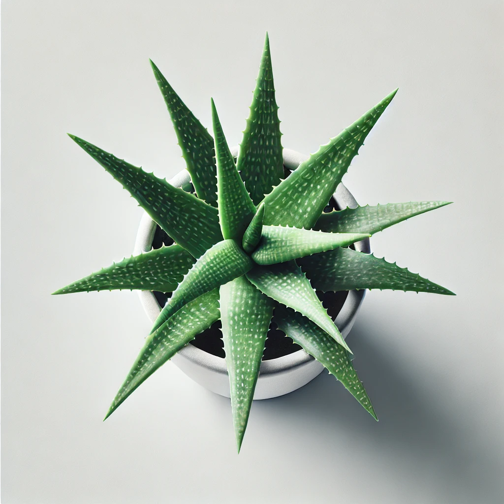 Aloe - Classic Floral