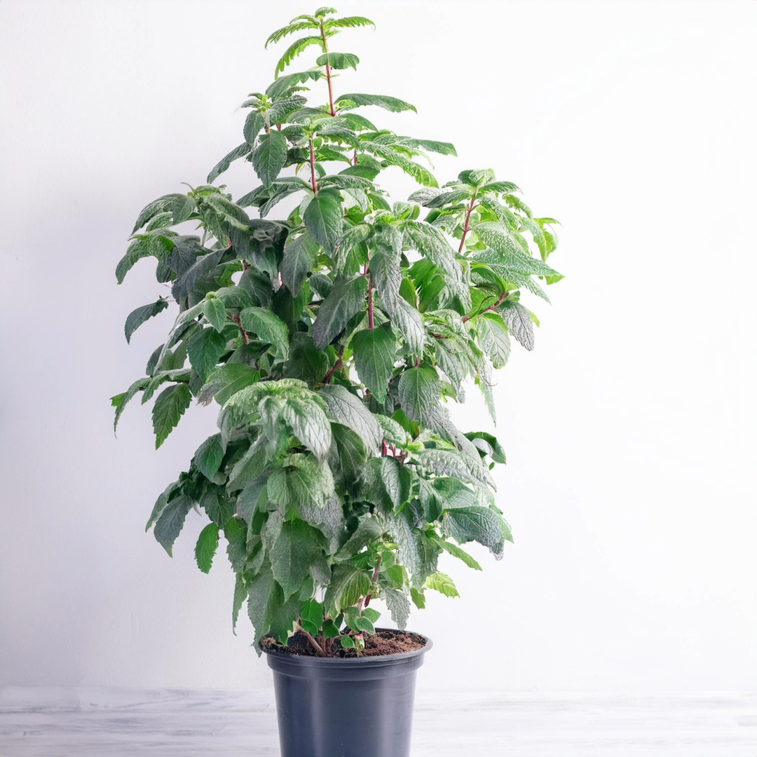 Benjamina M - Classic Floral