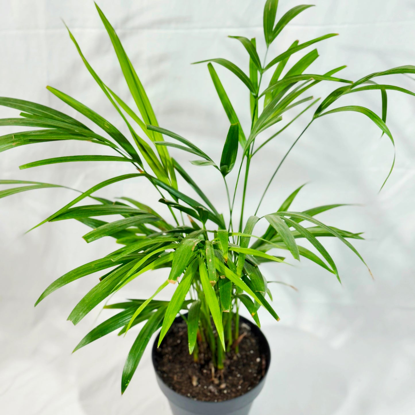 Bergpalme (Chamaedorea elegans)