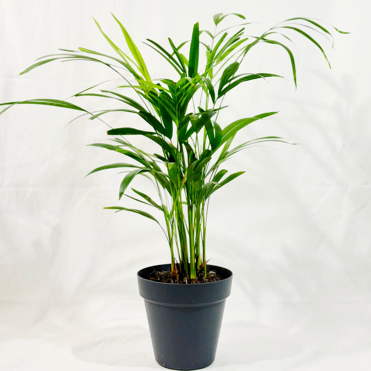 Bergpalme (Chamaedorea elegans)