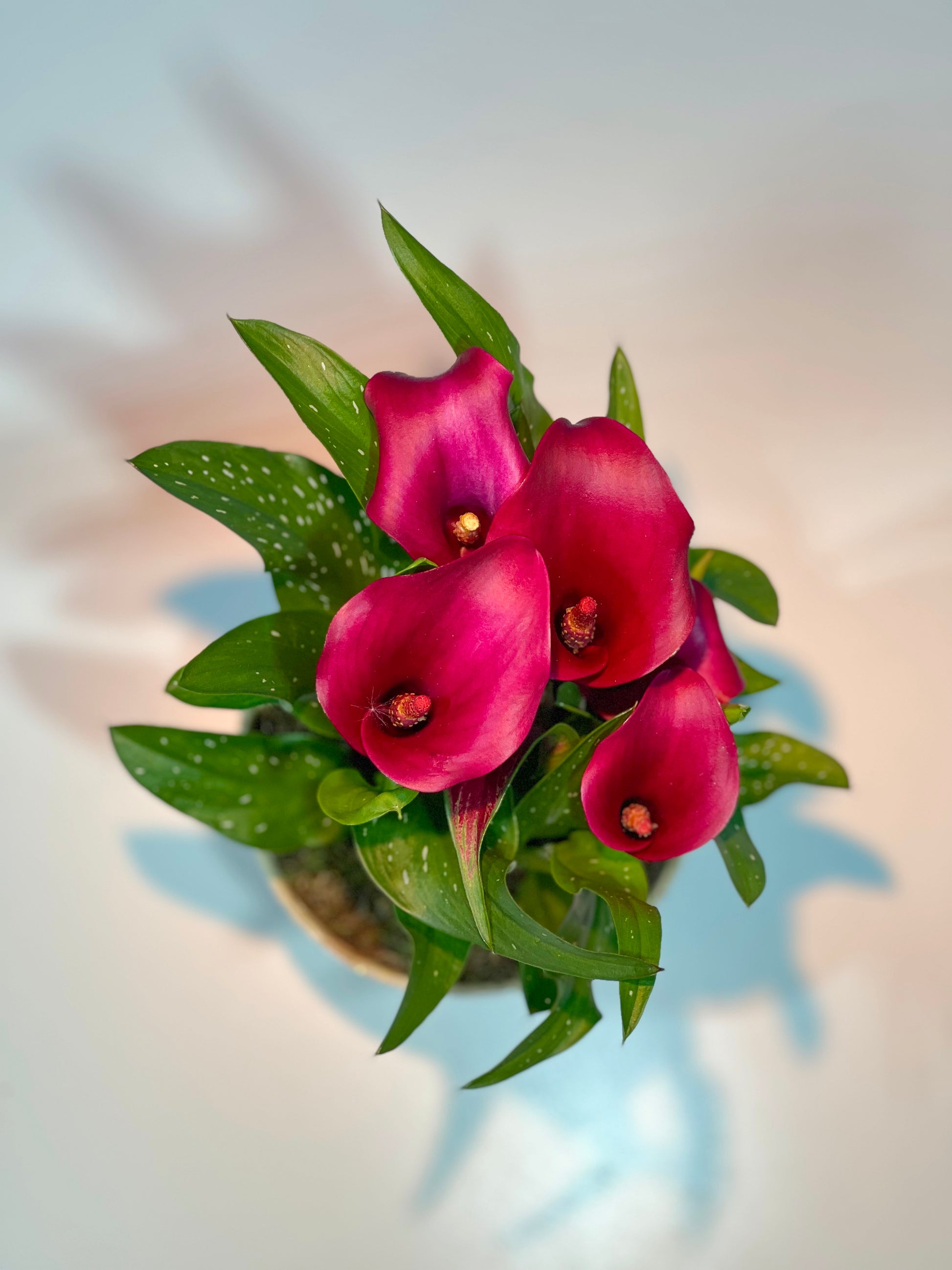 Calla - Classic Floral