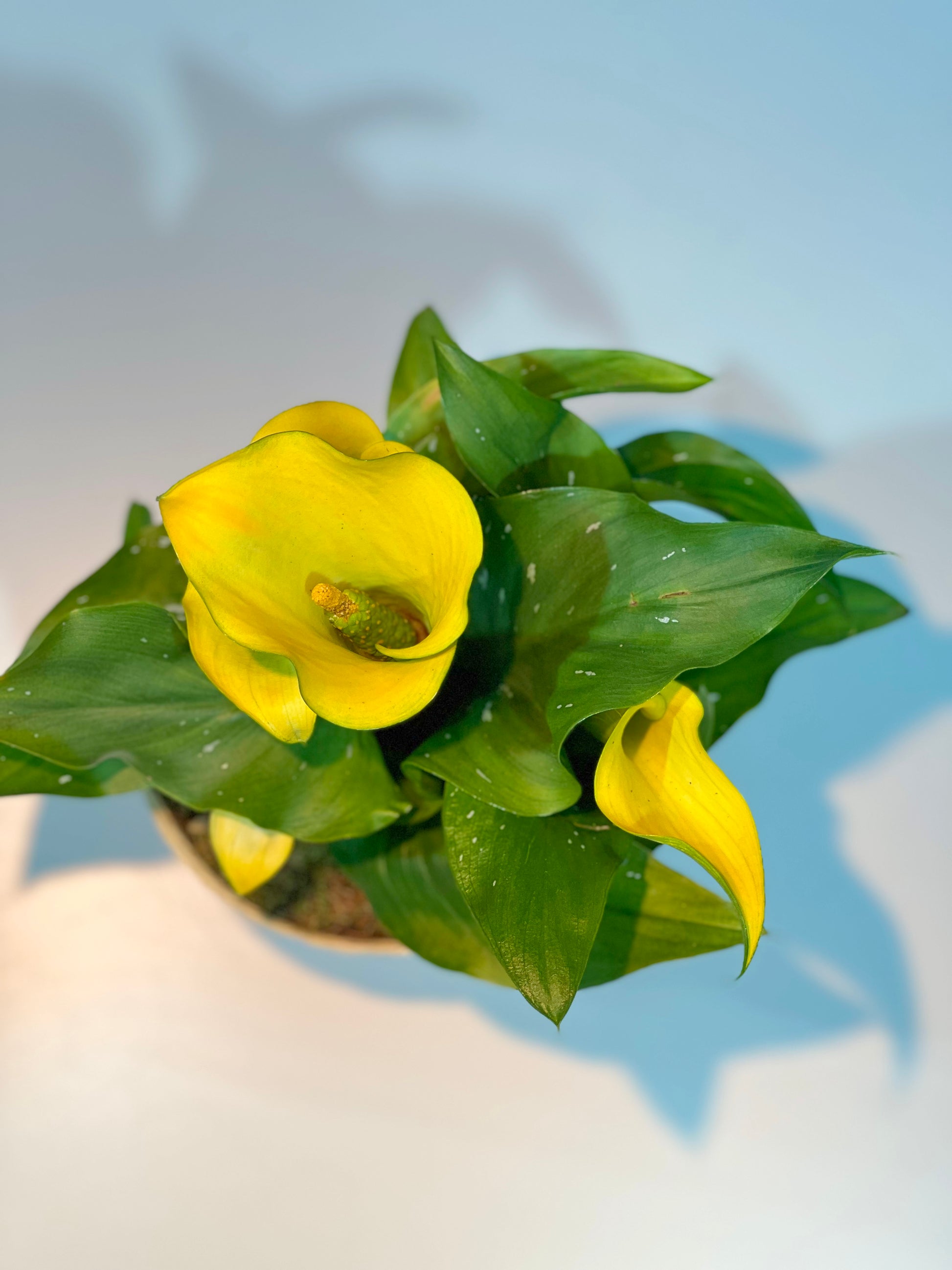 Calla gelb - Classic Floral