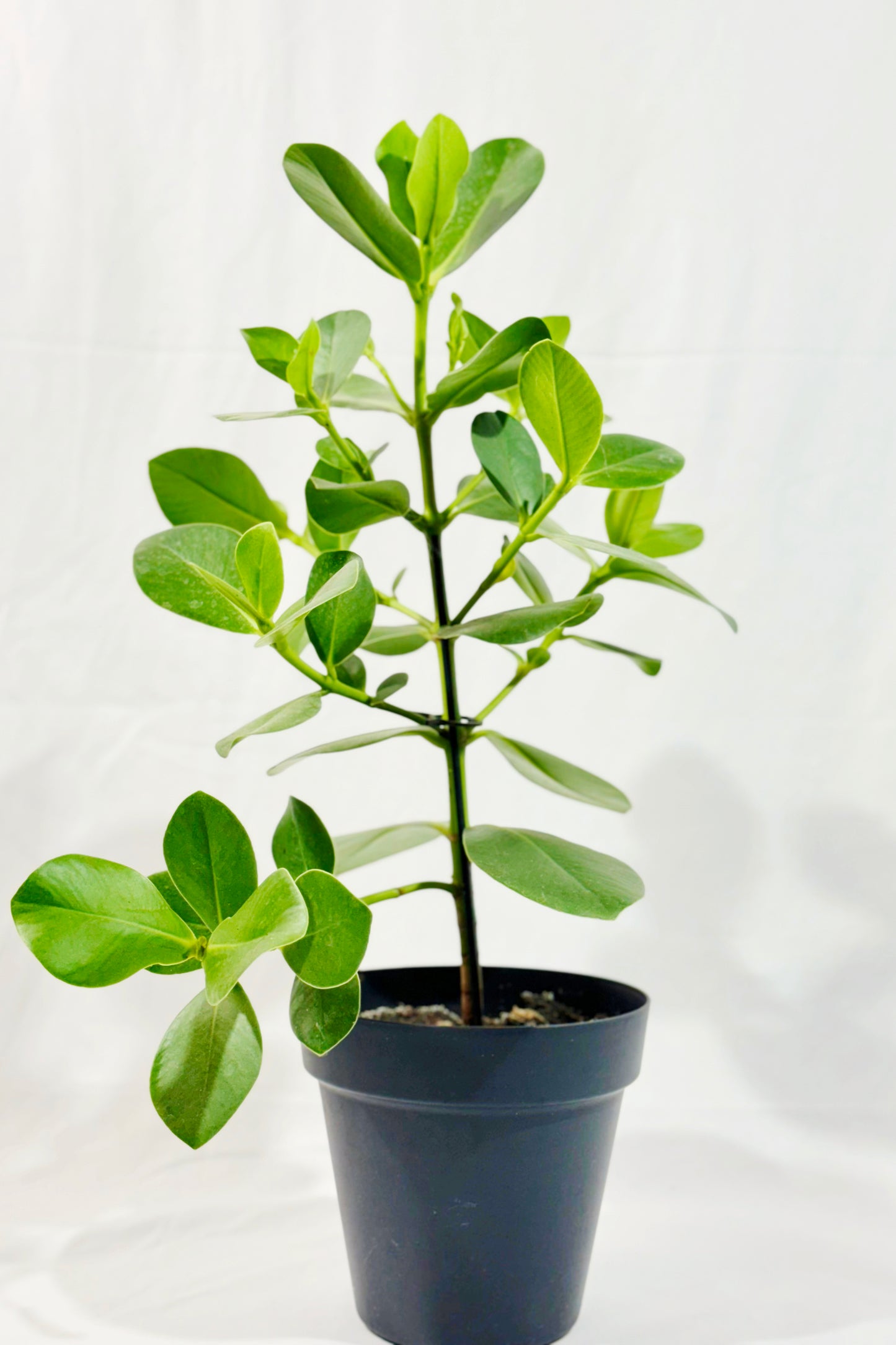 Balsamapfel (Clusia rosea)