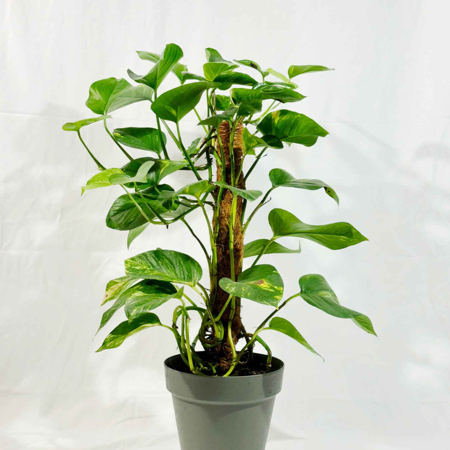 Efeutute Golden Pothos (Epipremnum aureum)