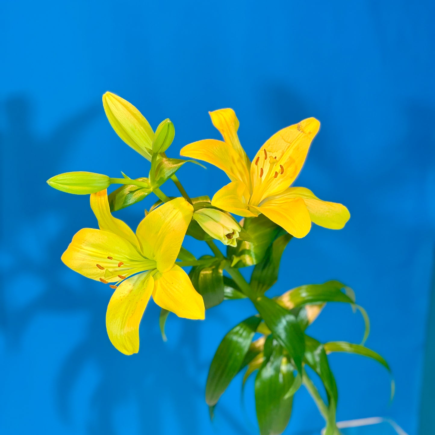 Gelbe Lilie - Classic Floral