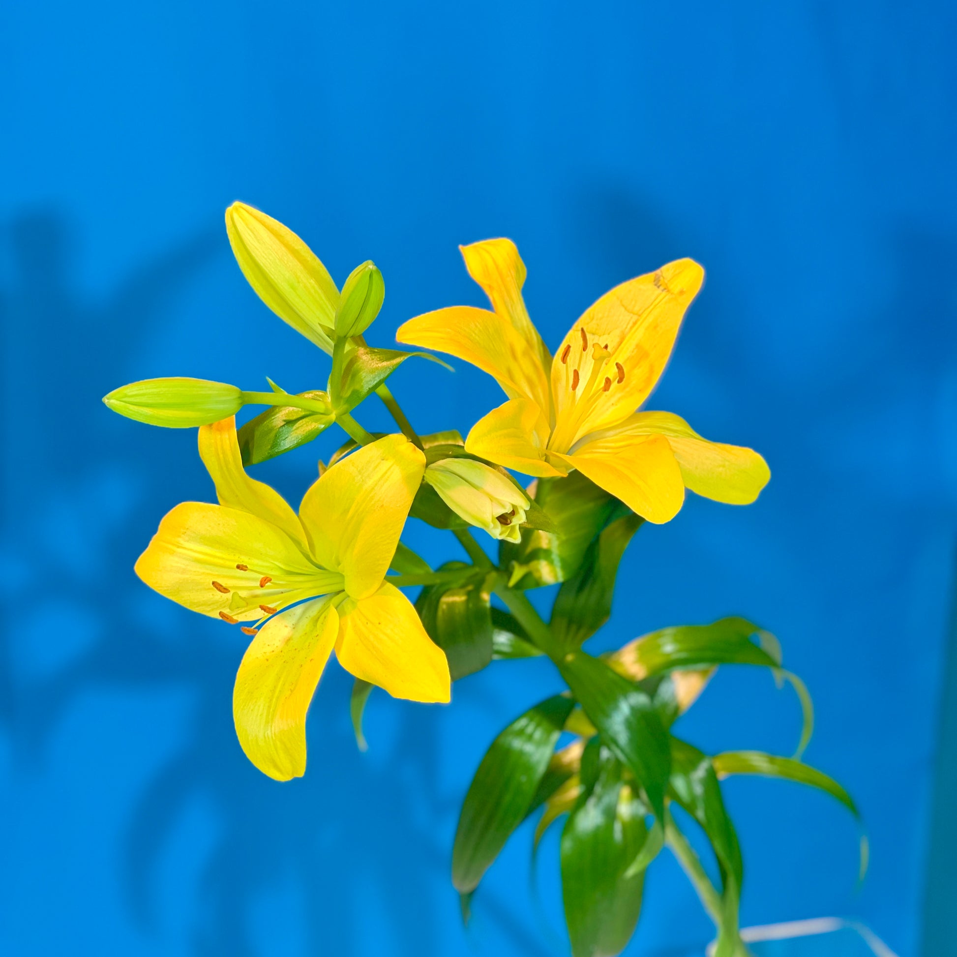 Gelbe Lilie - Classic Floral