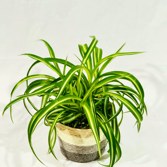 Grünlilie Variegata (Chlorophytum comosum)