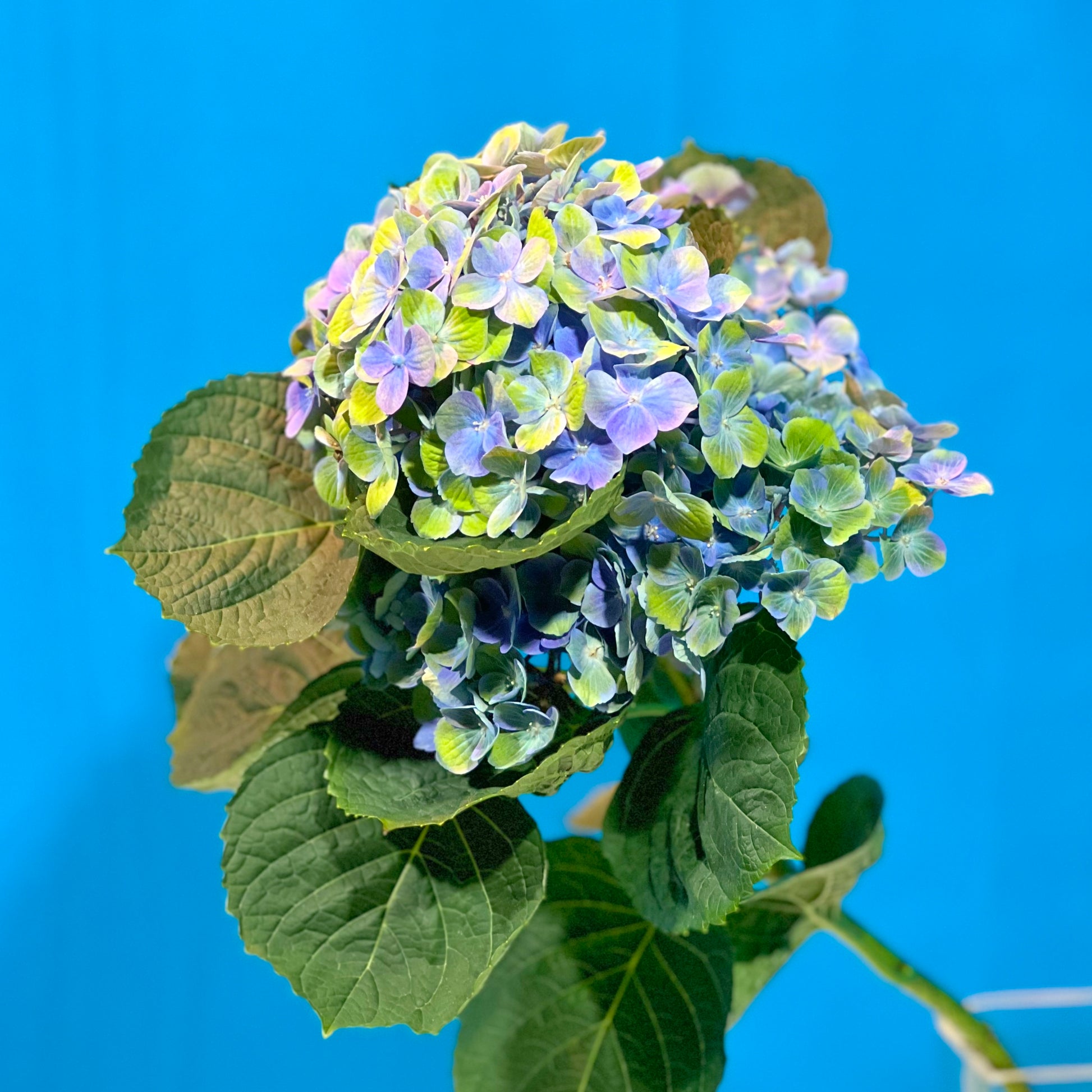 Hortensie - Classic Floral