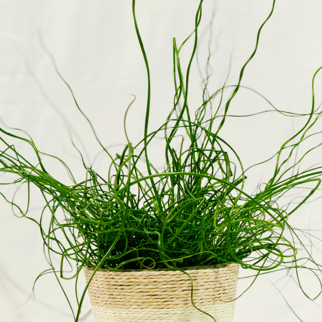 Korkenzieher-Binse (Juncus effusus 'Spiralis')