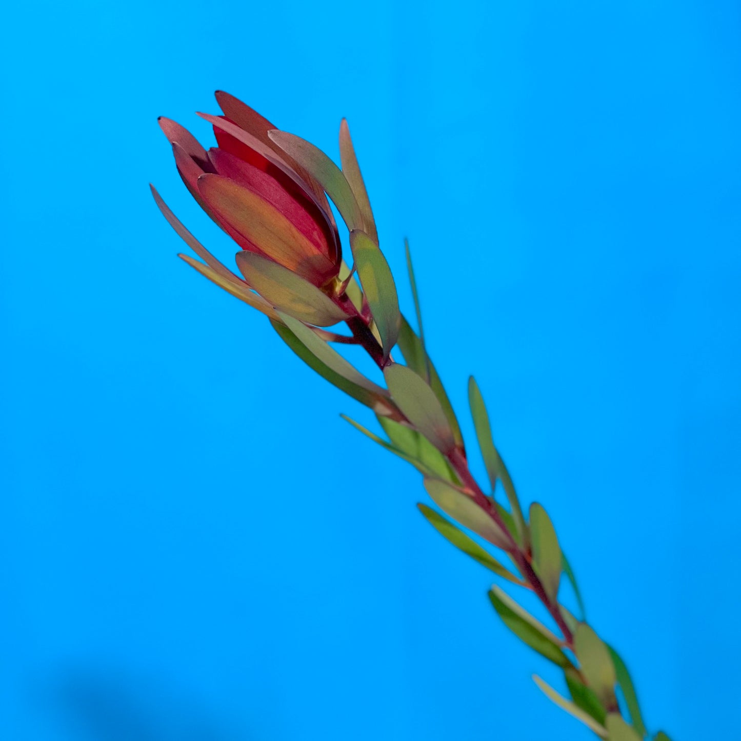 Leucospermum - Classic Floral