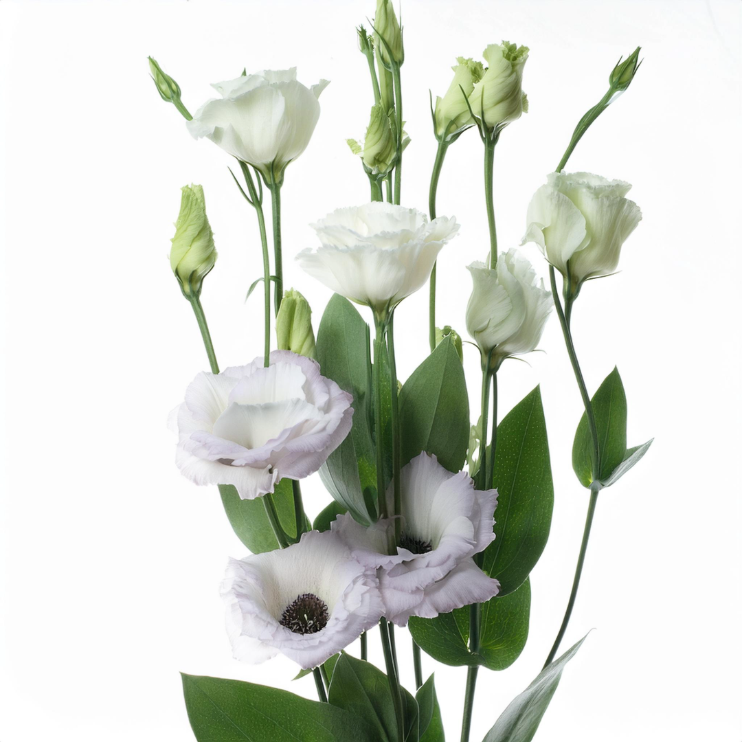 Eustoma - Classic Floral