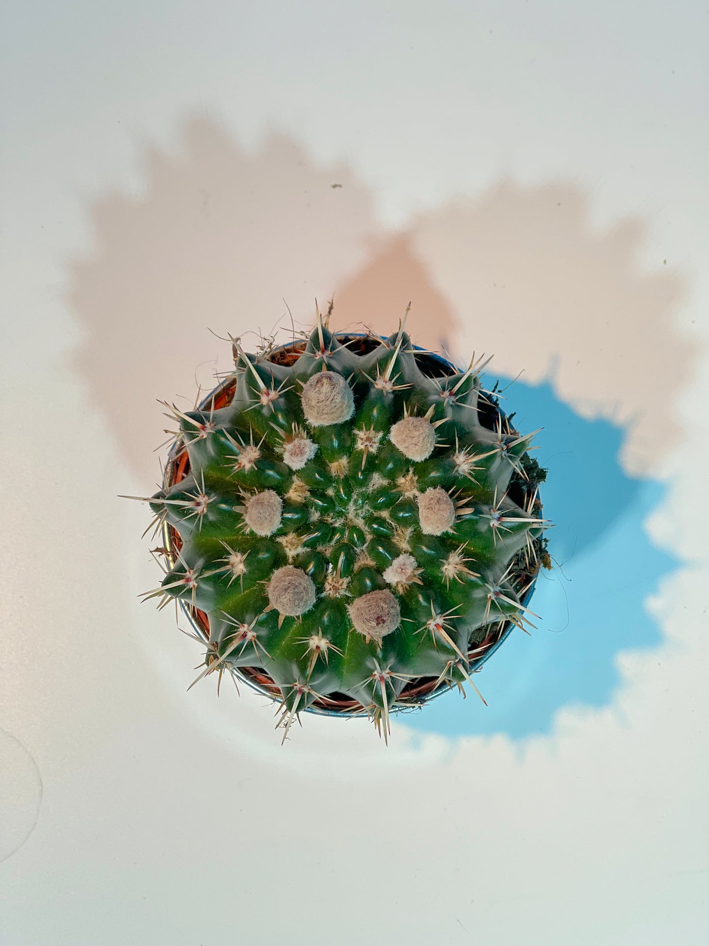 Mini-Kaktus mit weißen Blüten - Classic Floral