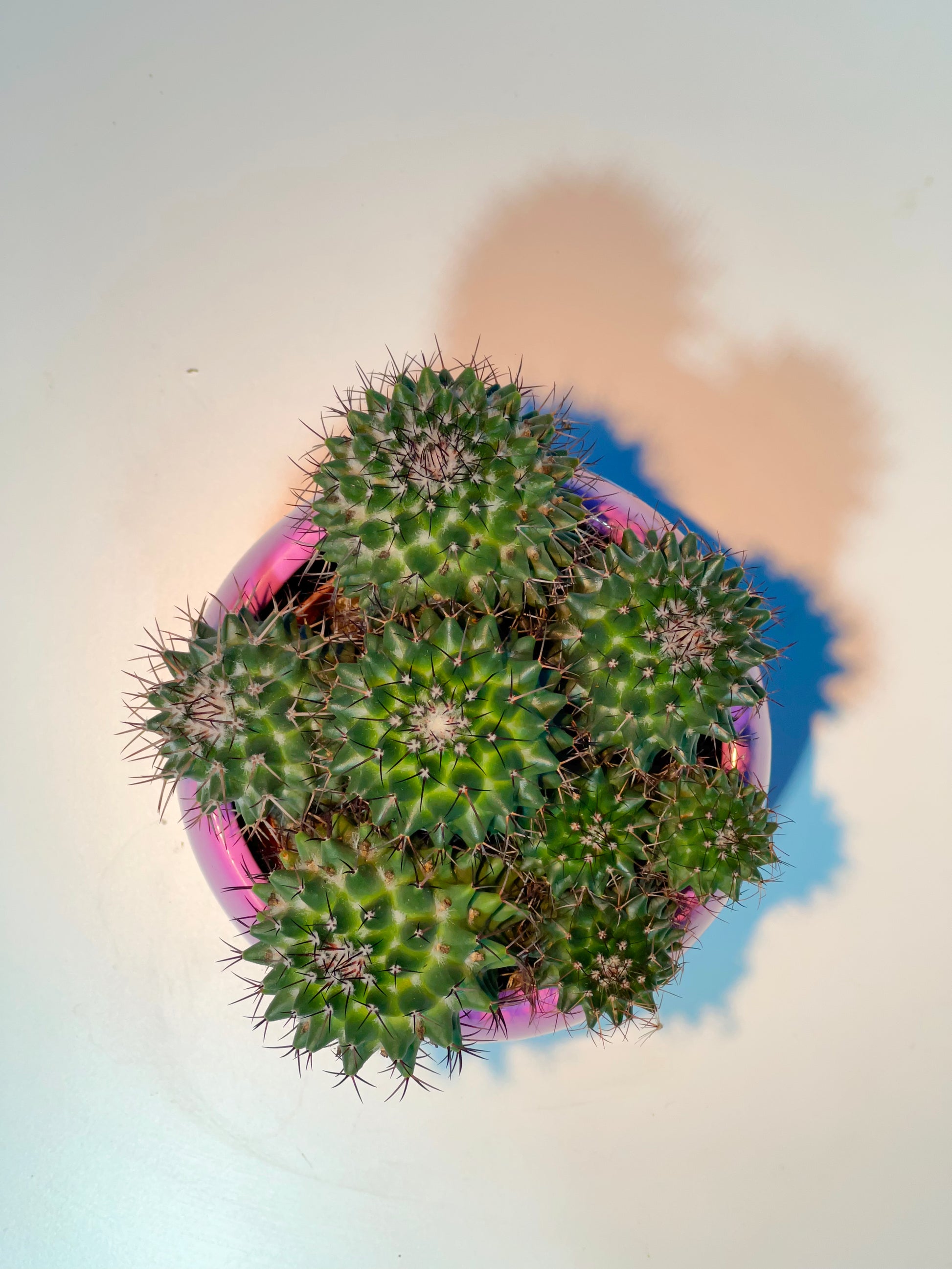 Miniaturkaktus mit weißen Blüten - Classic Floral