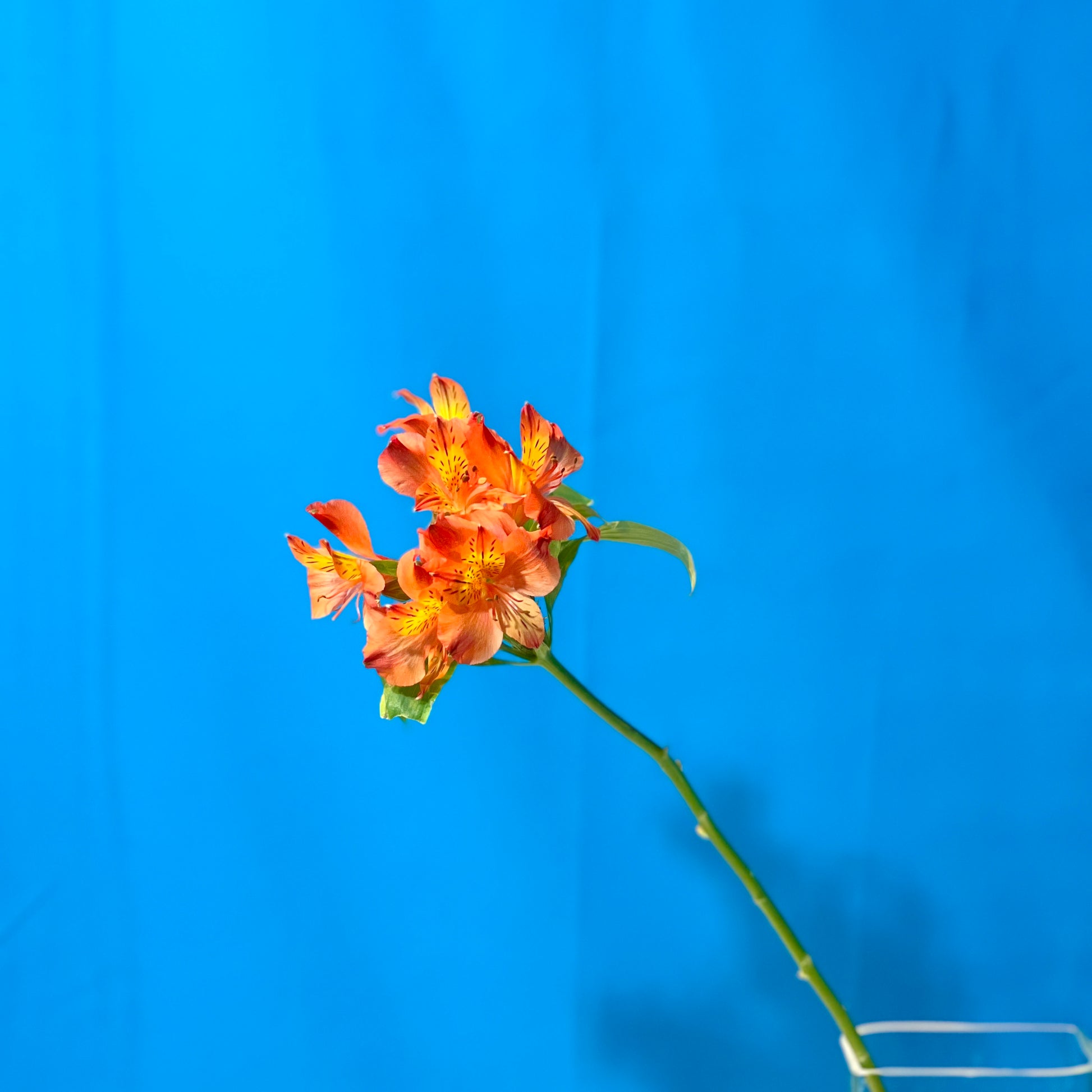 Orange Alstroemerie - Classic Floral