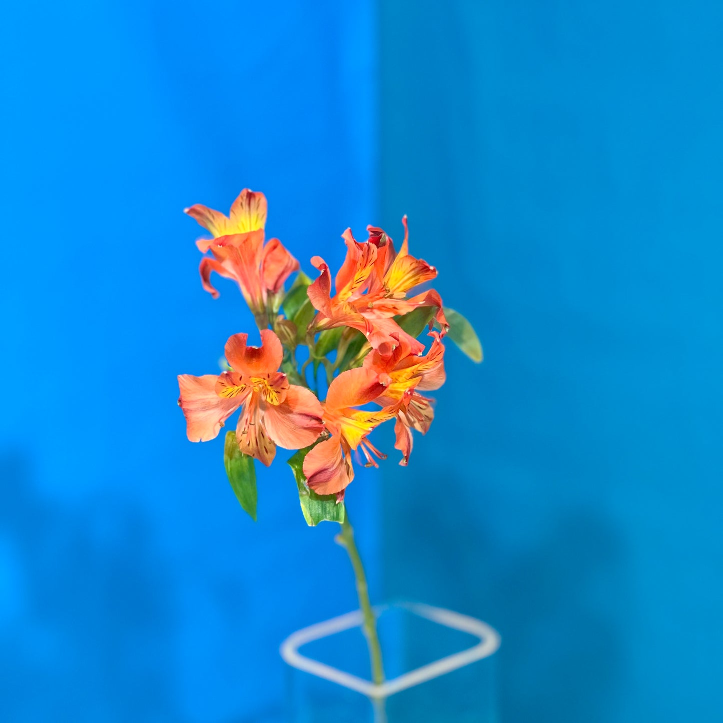 Orange Alstroemerie - Classic Floral