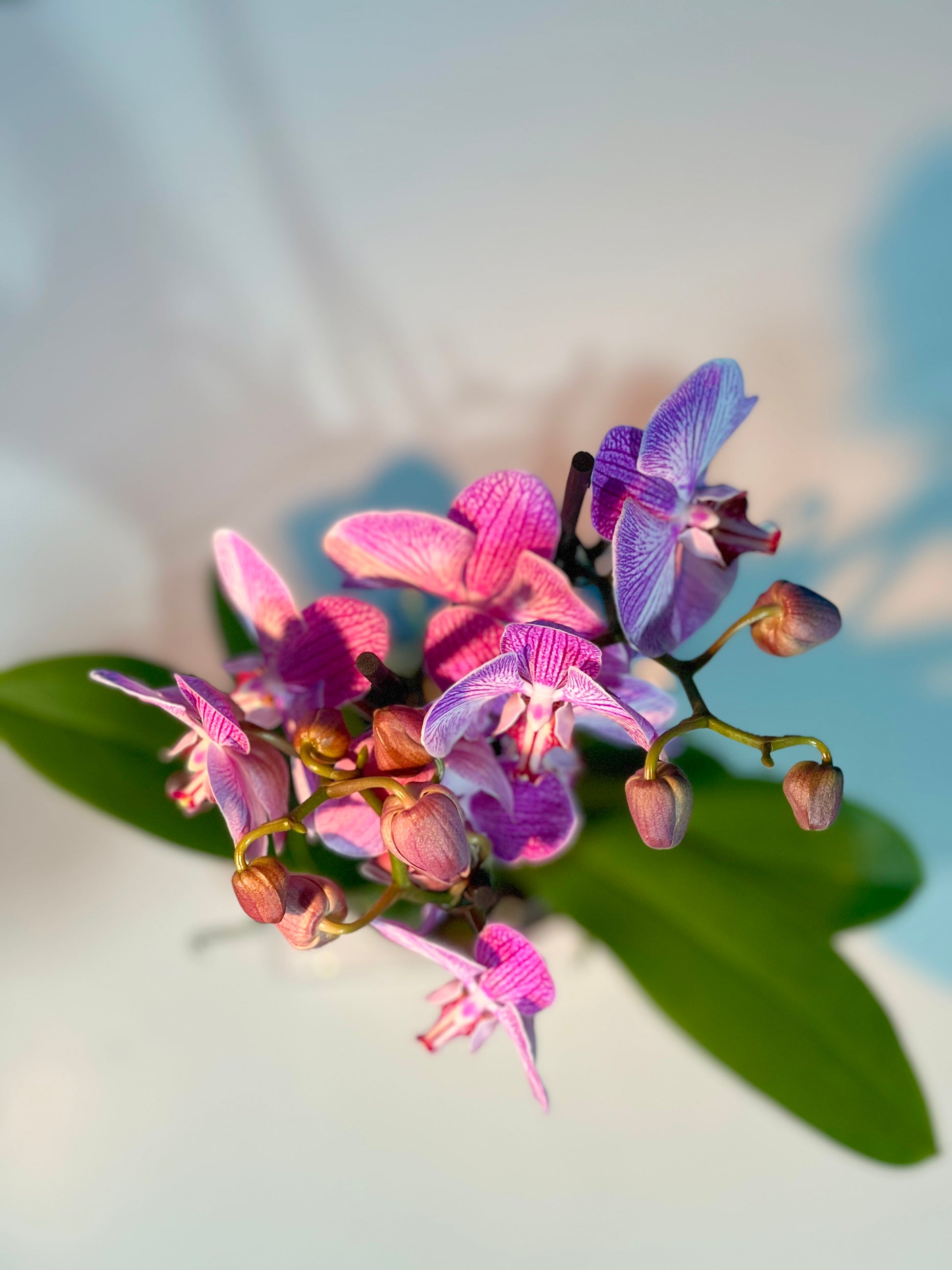 Orchidee - Classic Floral