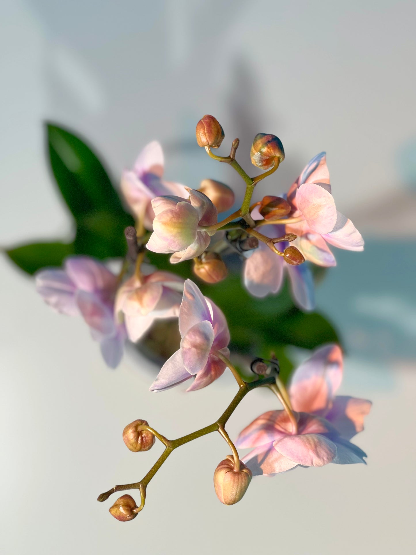 Orchidee Weiß - Classic Floral