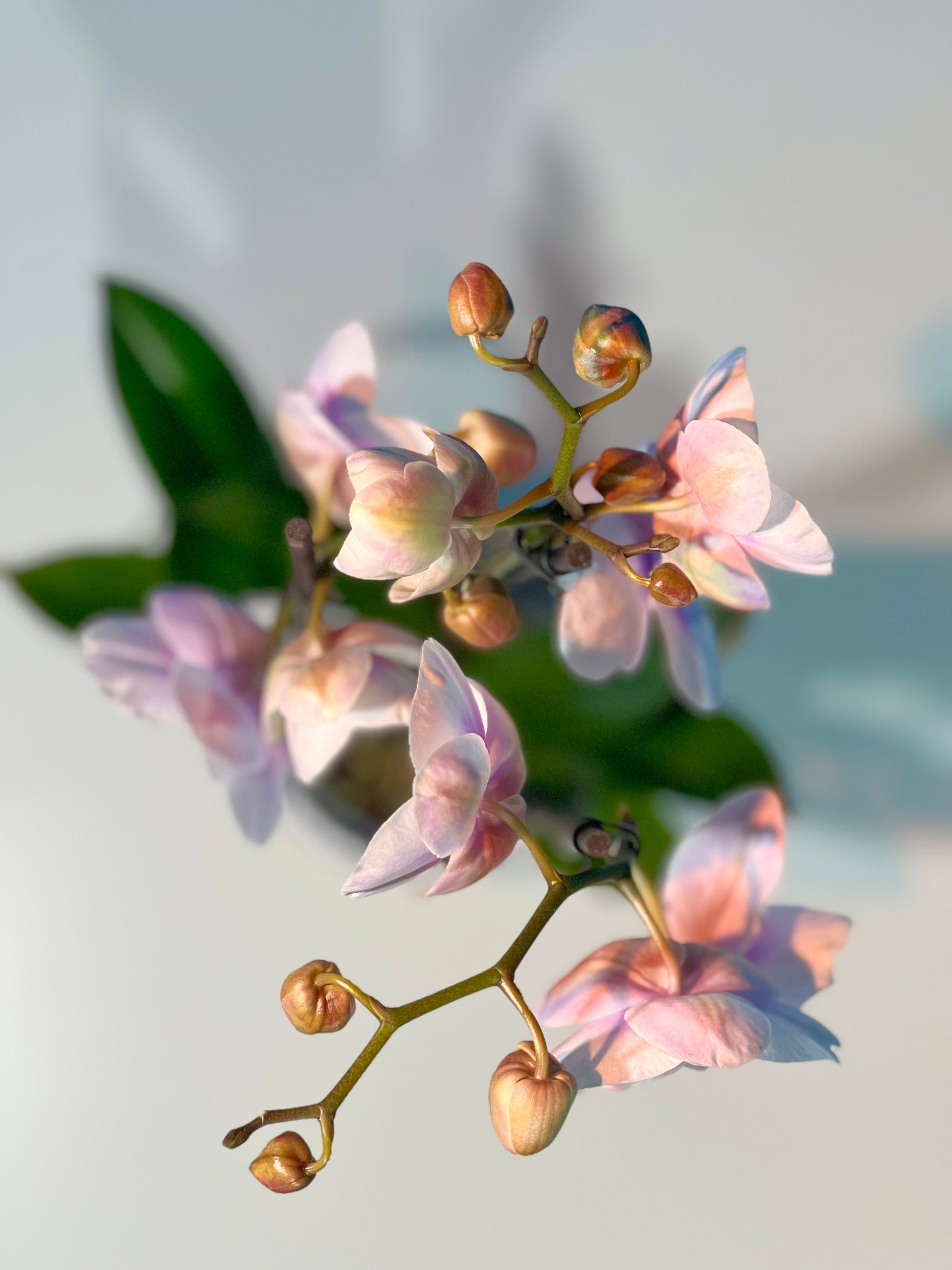 Orchidee Weiß - Classic Floral