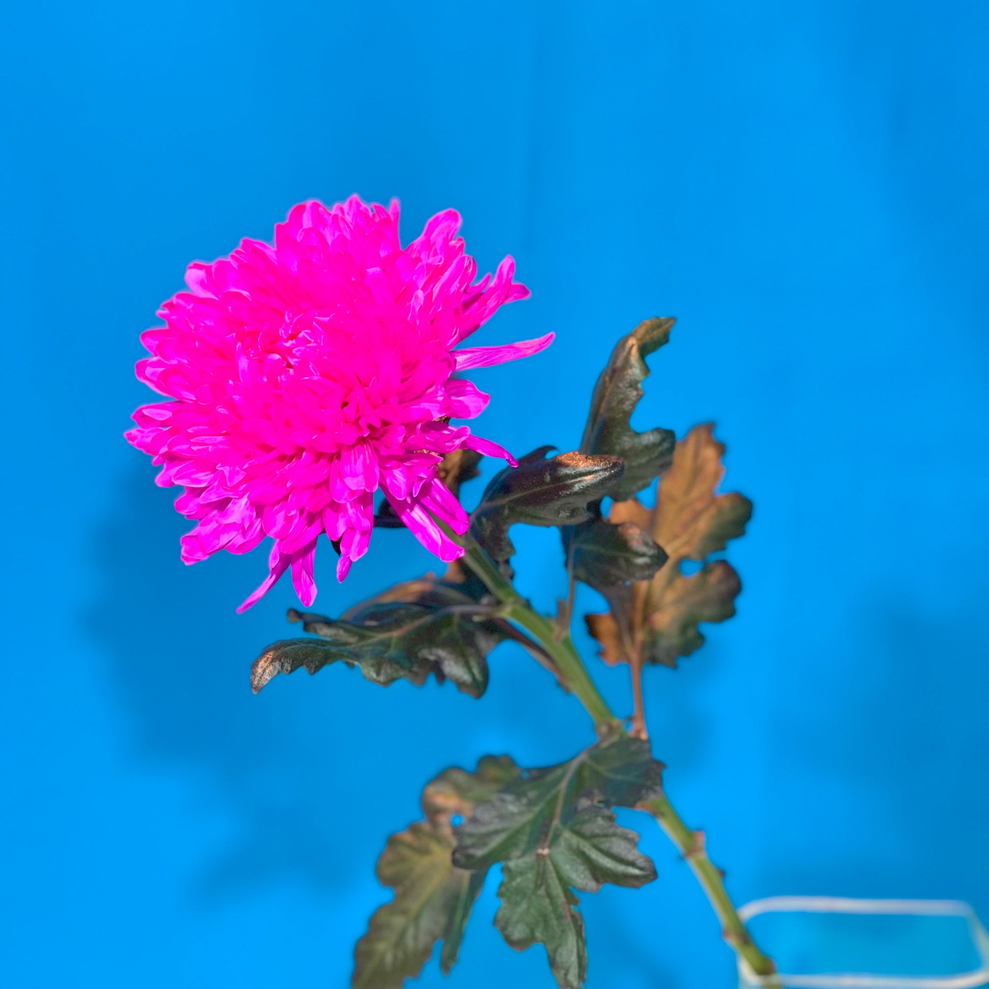 Pinke Chrysantheme - Classic Floral