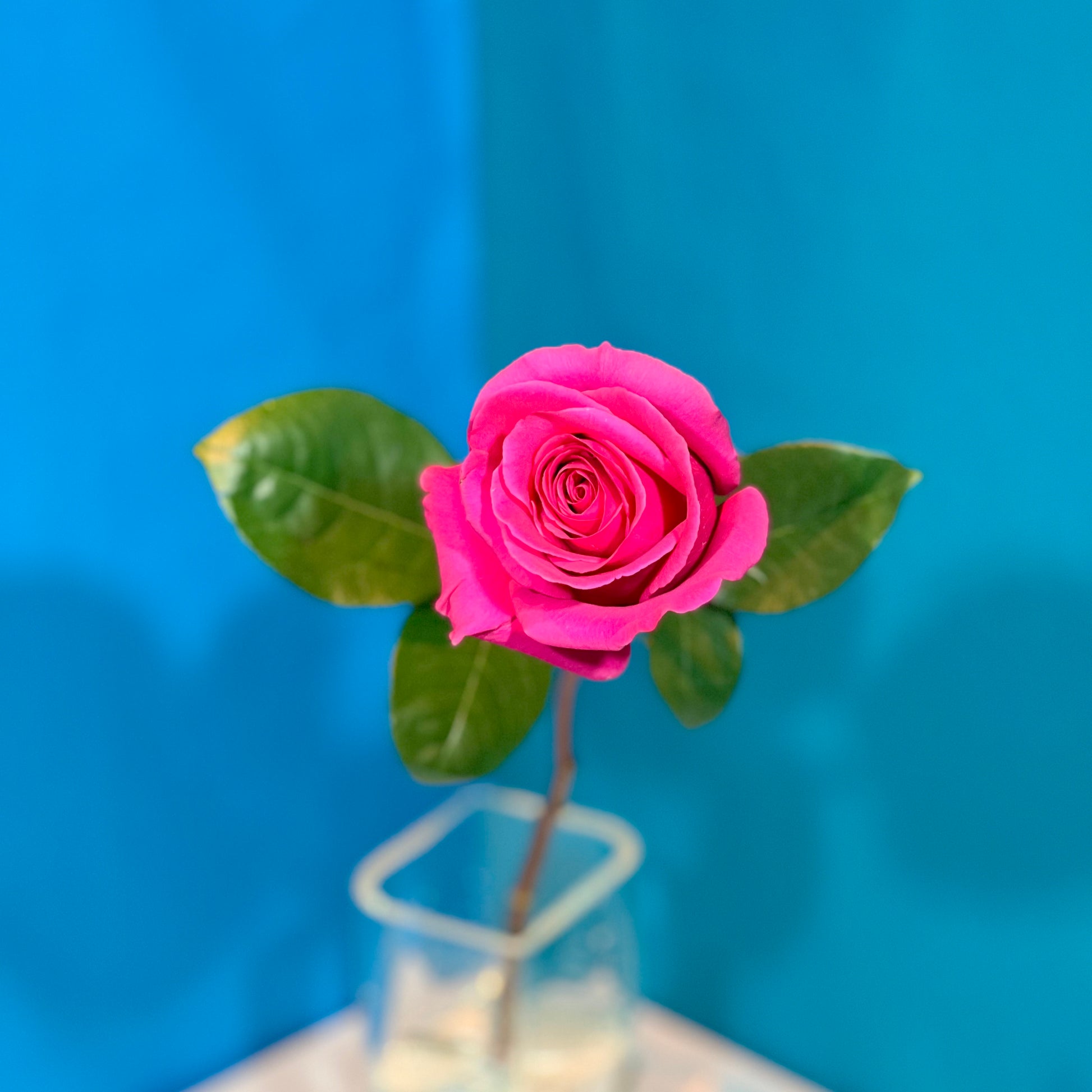 Pinke Rose - Classic Floral