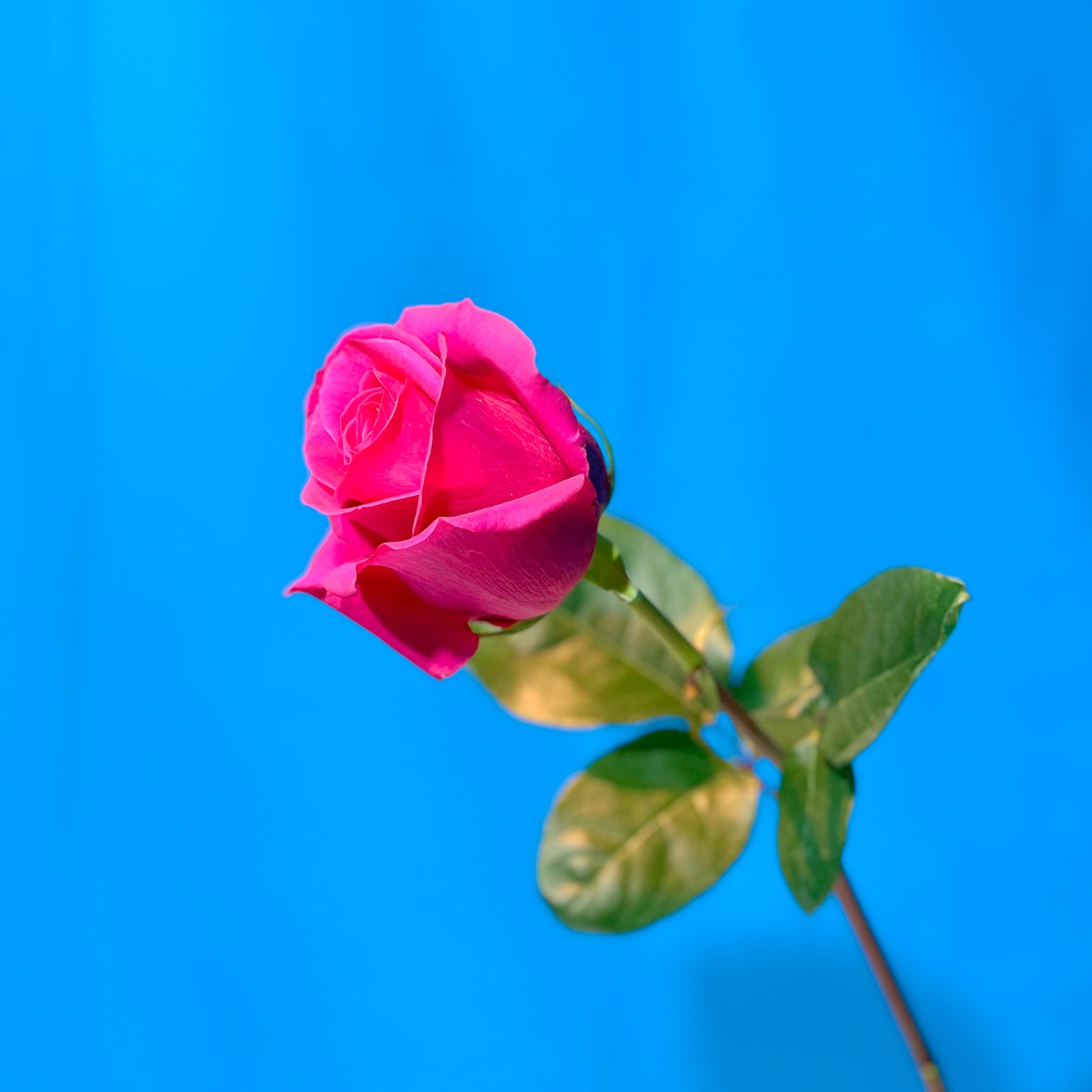 Pinke Rose - Classic Floral