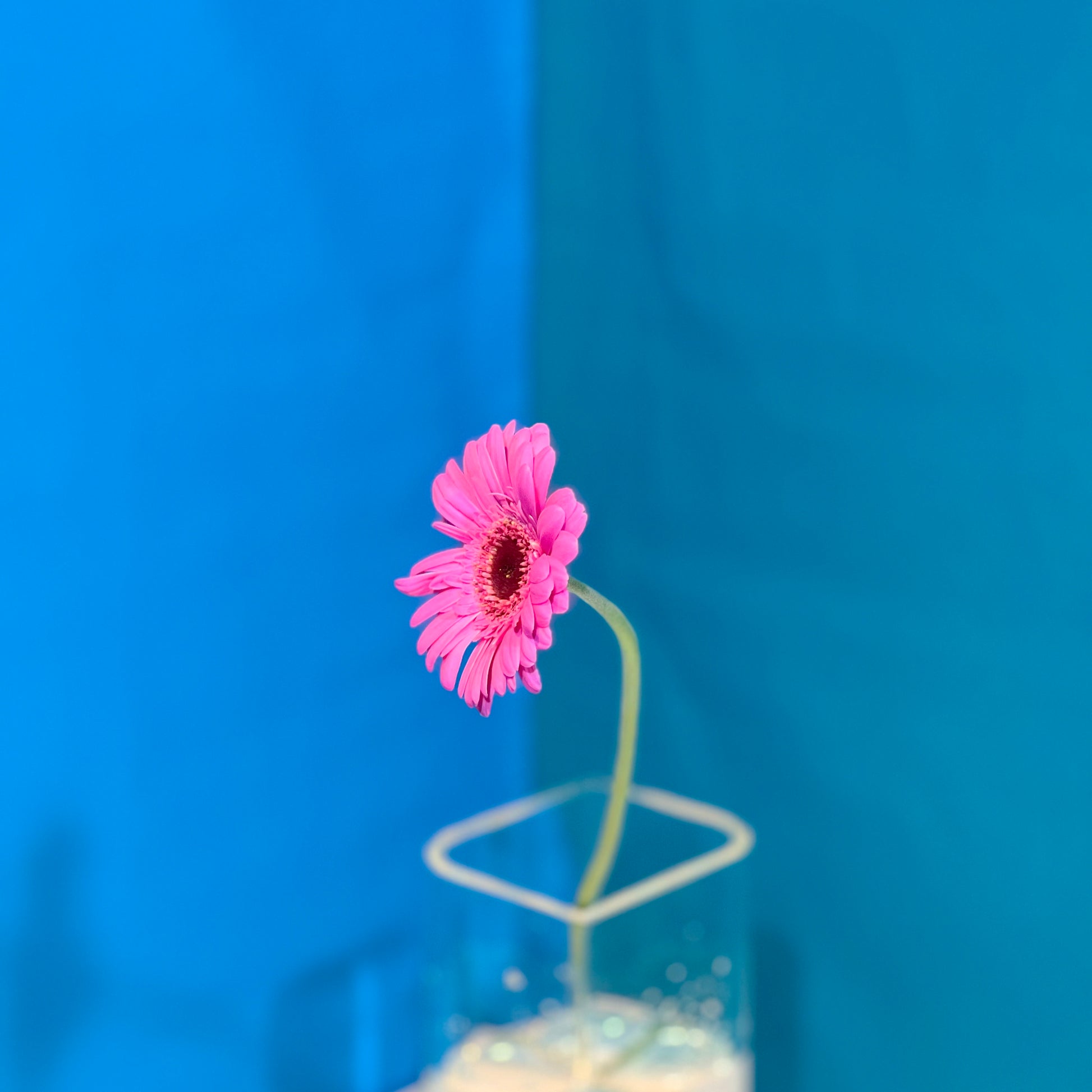 Pinke Gerbera - Classic Floral