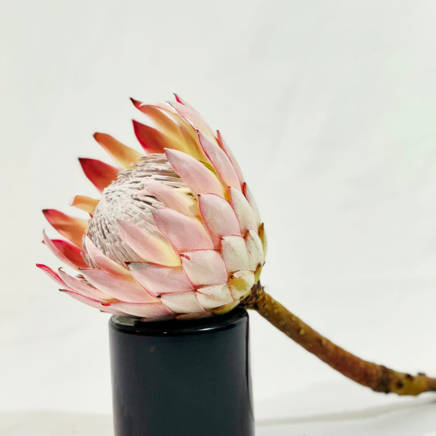 Protea