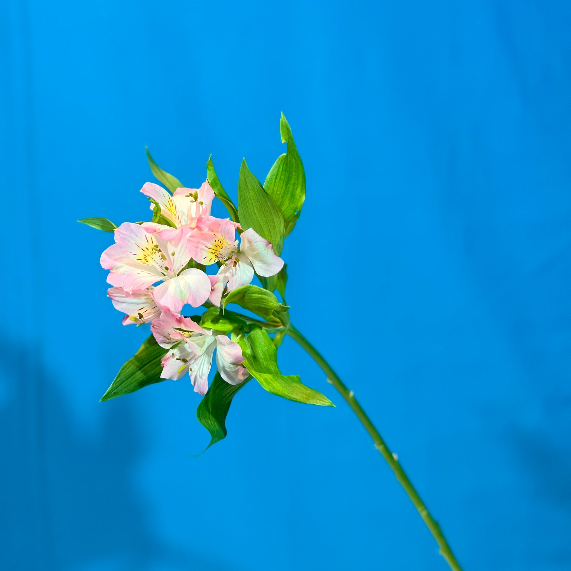 Rosa Alstroemerie - Classic Floral