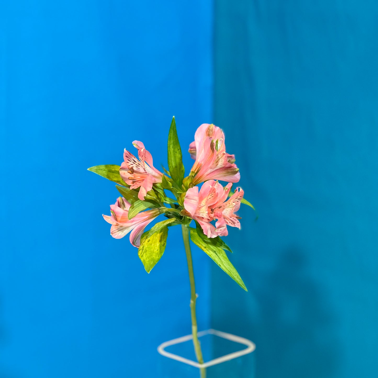 Rosa Alstroemerie - Classic Floral