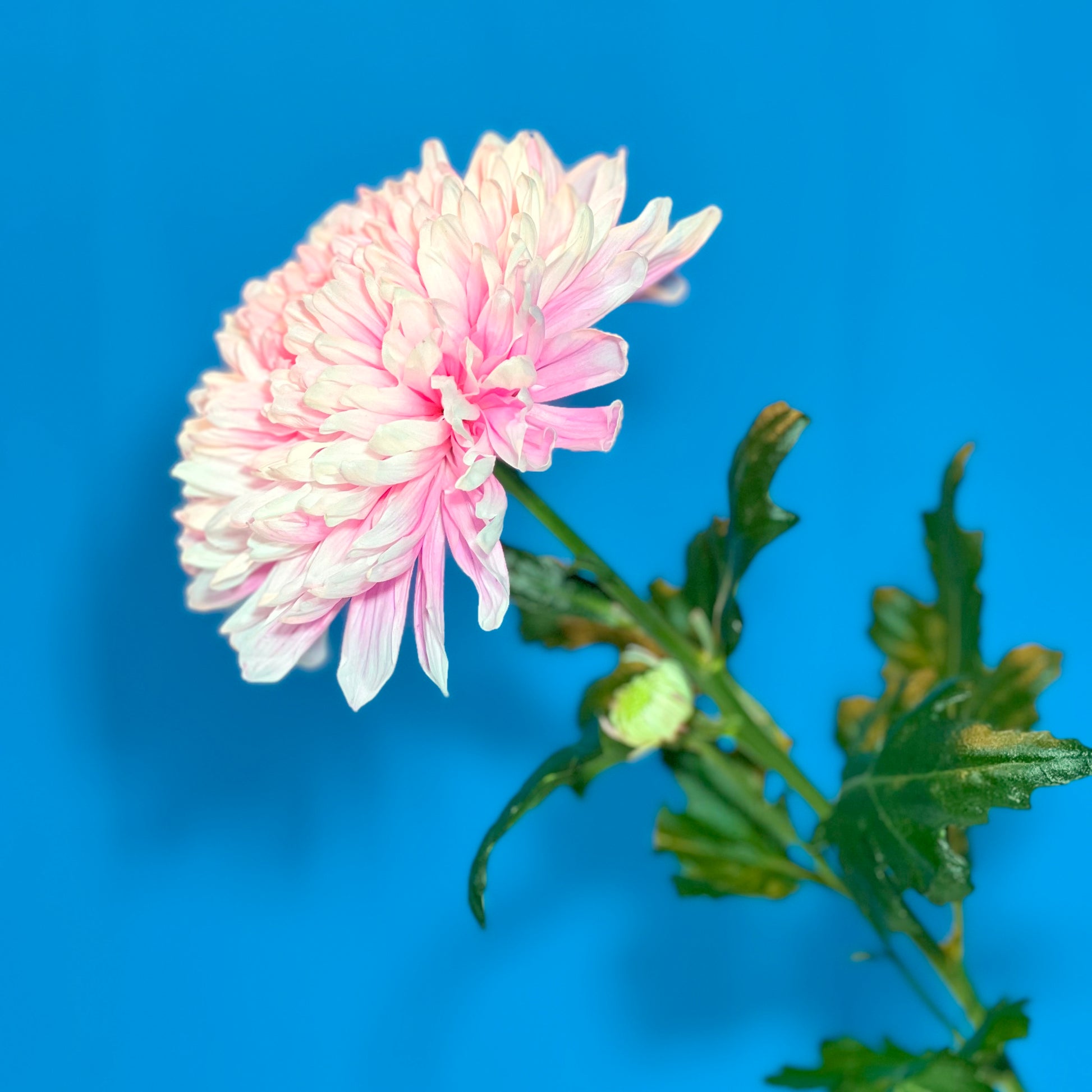 Rosa Chrysantheme - Classic Floral