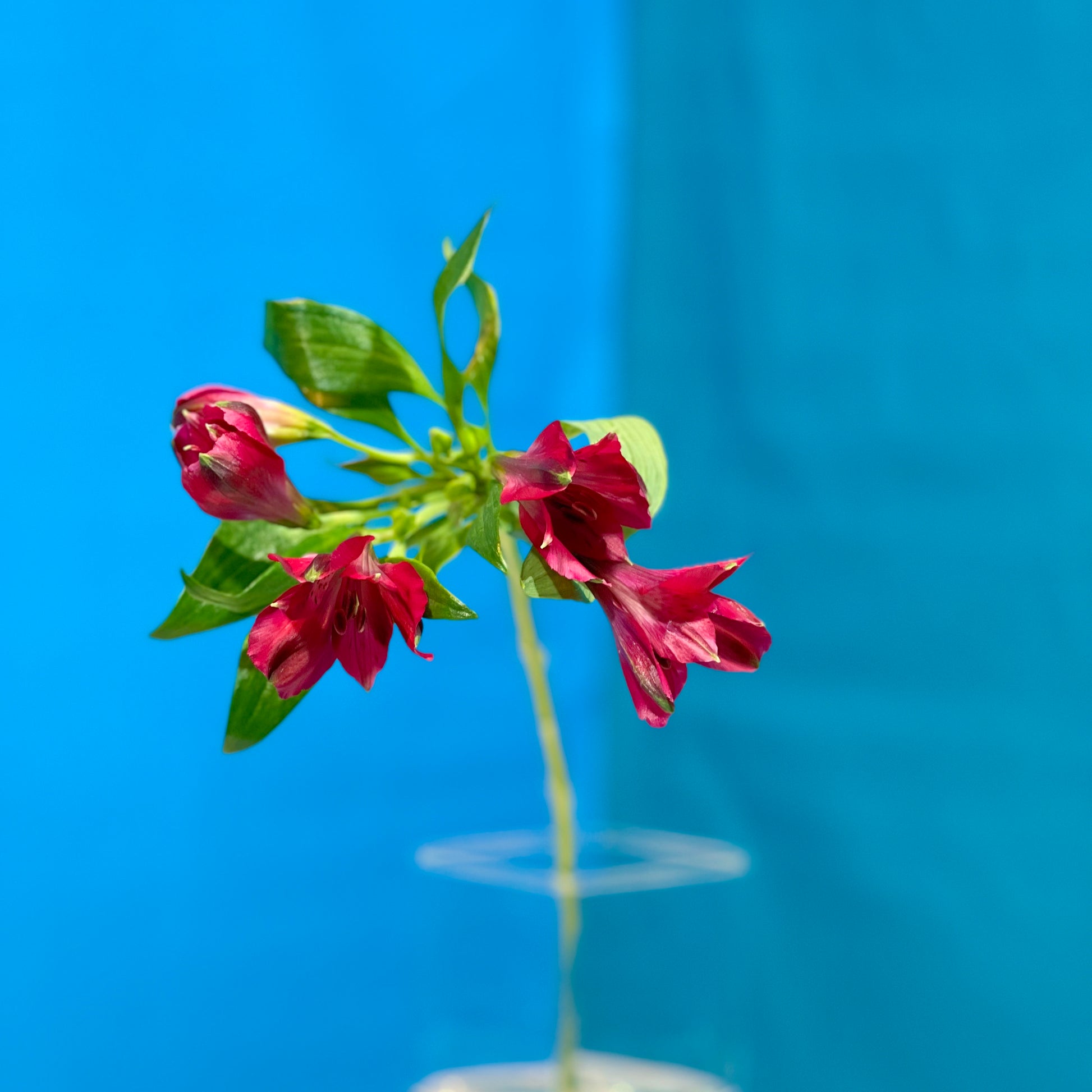 Rote Alstroemerie - Classic Floral