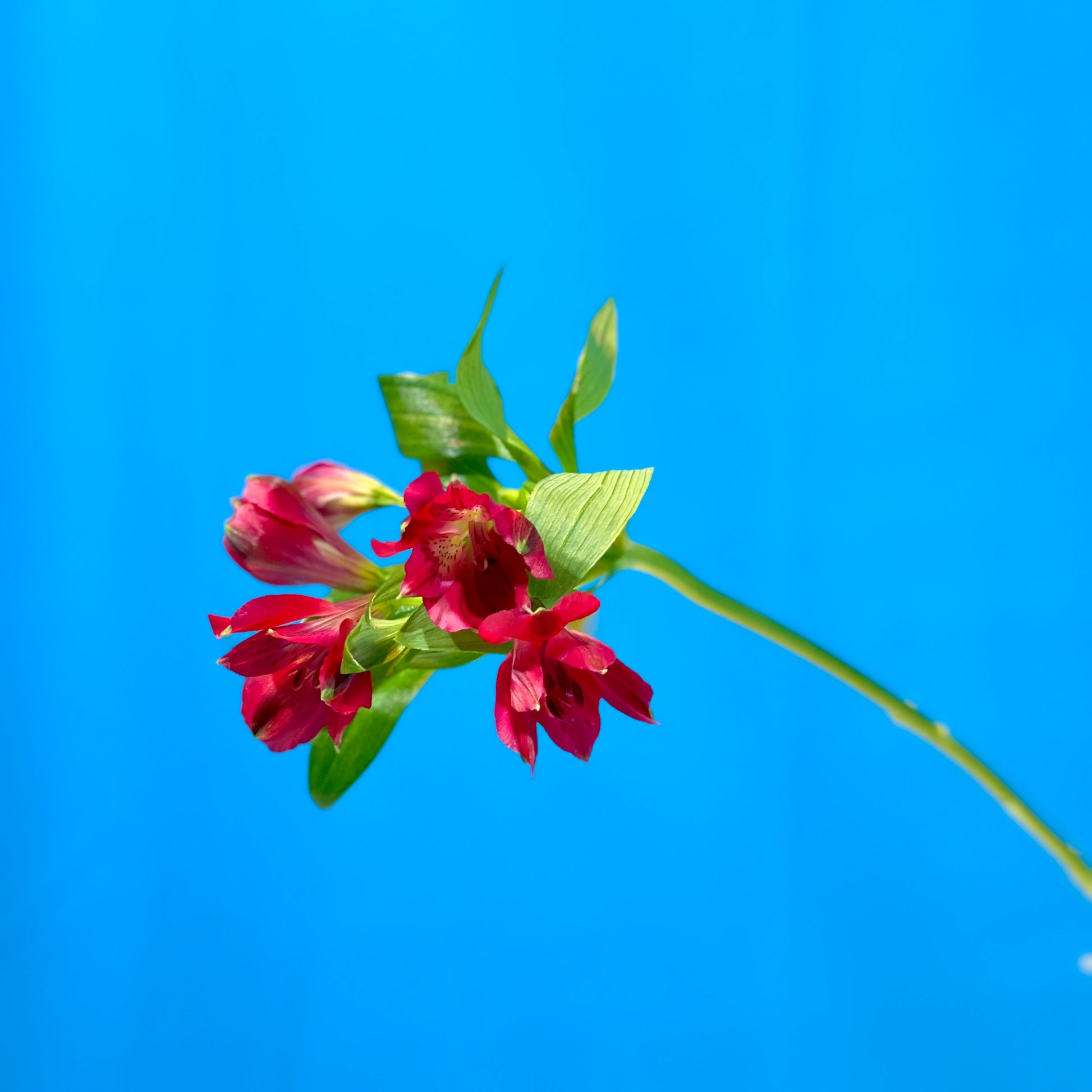 Rote Alstroemerie - Classic Floral