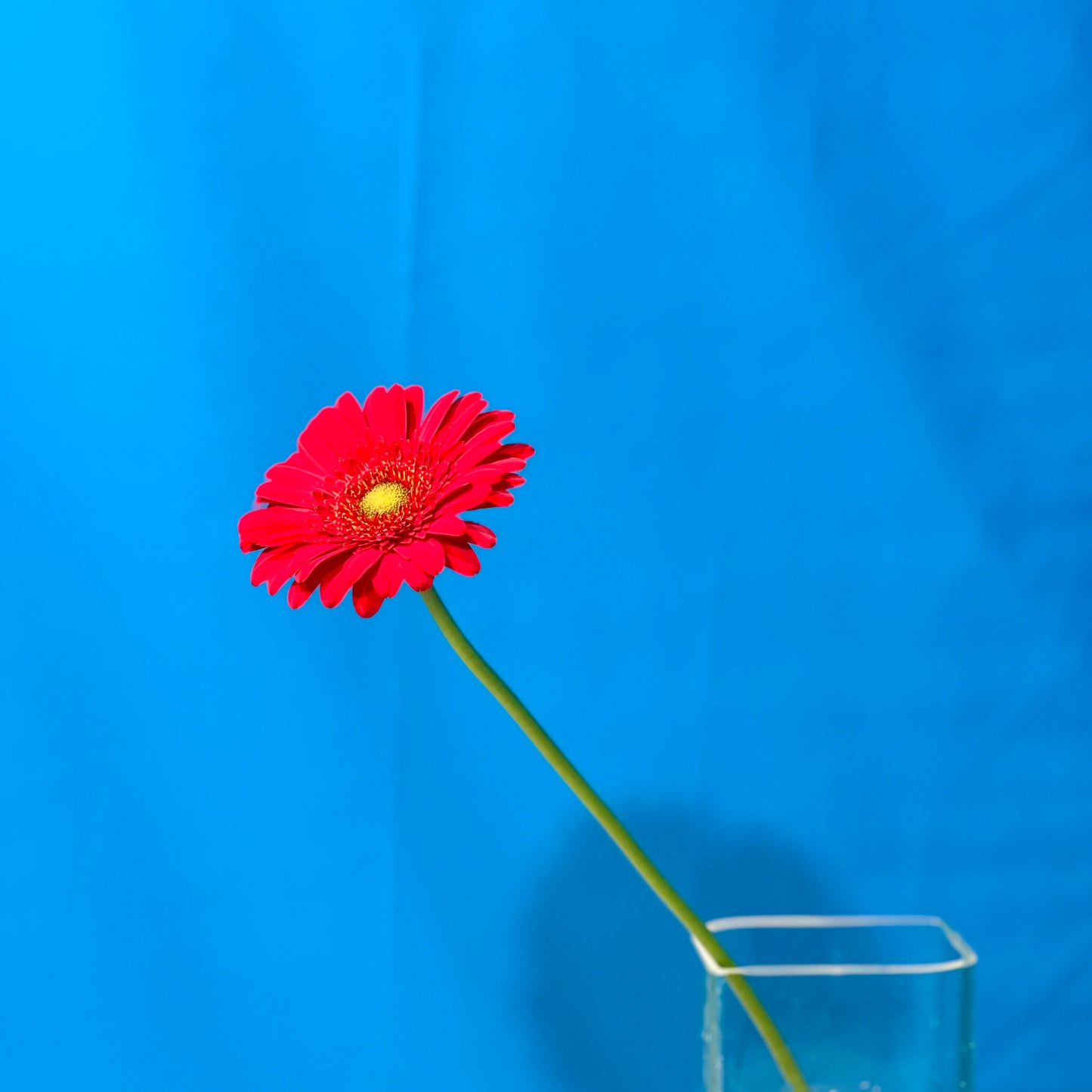 Rote Gerbera - Classic Floral