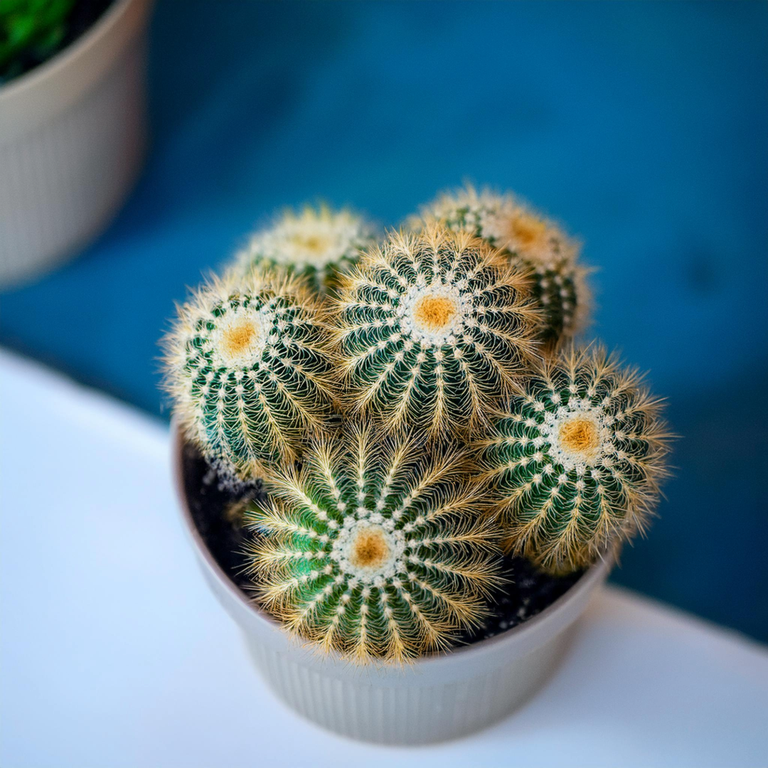 Sukkulente mit goldenen Stacheln - Classic Floral