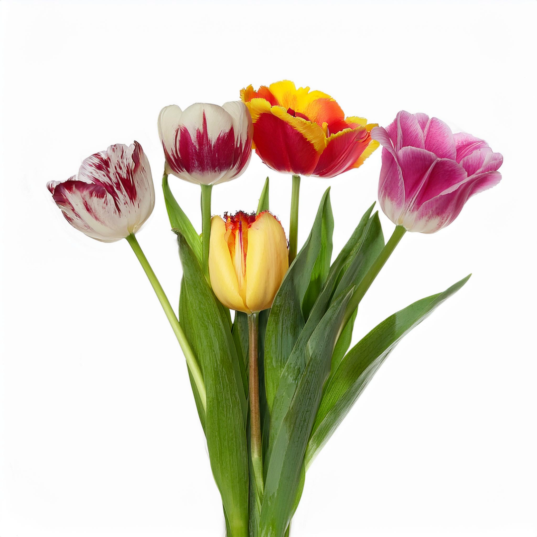 Tulpen Diverse - Classic Floral