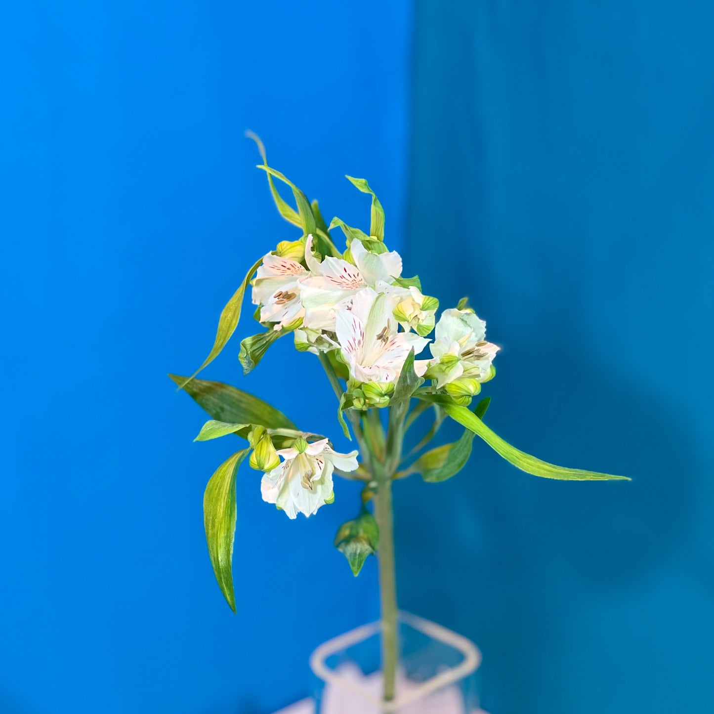 Weiße Alstroemerie - Classic Floral