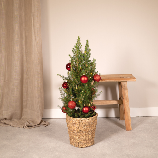 Picea Glauca Conica - Weihnachtsbaum - Rote Kugeln + Lichter + Korb - Ø21cm - ↕80cm