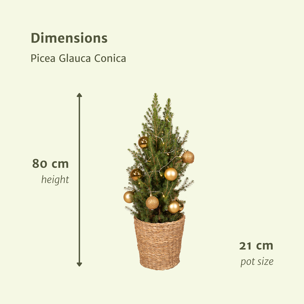 Picea Glauca Conica - Weihnachtsbaum - Goldene Kugeln + Lichter + Korb - Ø21cm - ↕80 cm